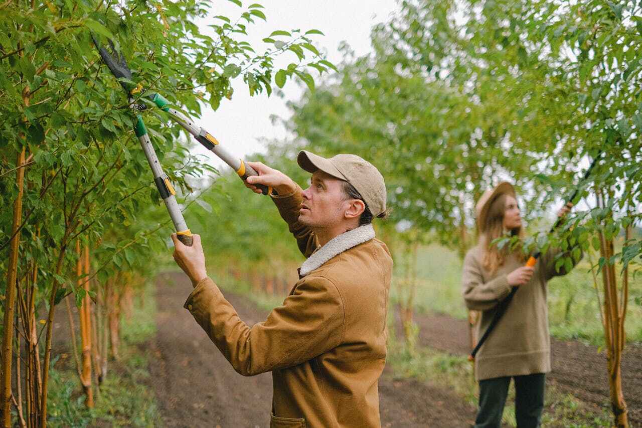 Best Affordable Tree Service  in Spring Lake, MI